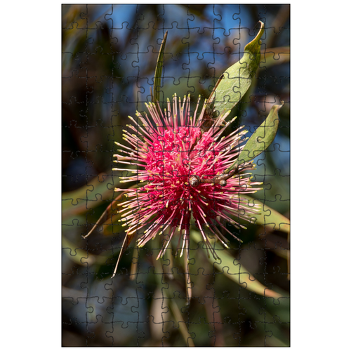 фото Магнитный пазл 27x18см."подушка для булавок hakea, хакея лаурина, цветок" на холодильник lotsprints