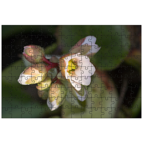 фото Магнитный пазл 27x18см."цветок, лезвие, белый" на холодильник lotsprints