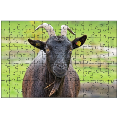 фото Магнитный пазл 27x18см."козел, домашняя коза, рога" на холодильник lotsprints