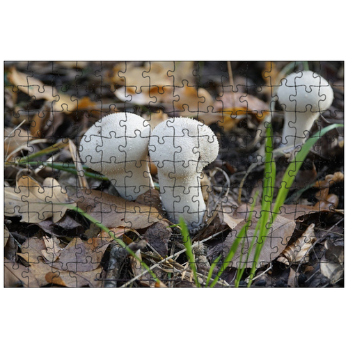 фото Магнитный пазл 27x18см."грибы, поганки, дождевик грибы" на холодильник lotsprints