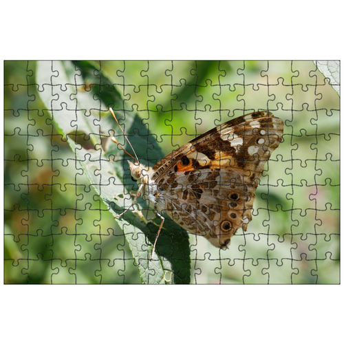фото Магнитный пазл 27x18см."бабочка, лезвие, природа" на холодильник lotsprints