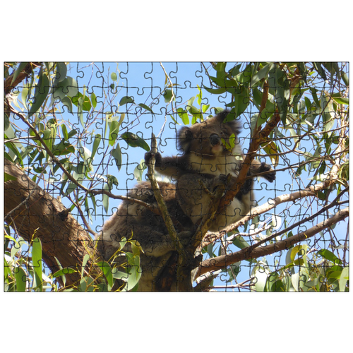фото Магнитный пазл 27x18см."коала, жевательная резинка, австралия" на холодильник lotsprints