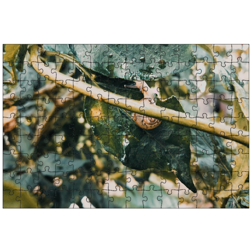 фото Магнитный пазл 27x18см."листья, раковина, капли дождя" на холодильник lotsprints