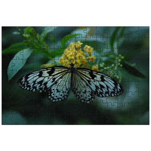 фото Магнитный пазл 27x18см."бабочка, кормление, расправить крылья" на холодильник lotsprints