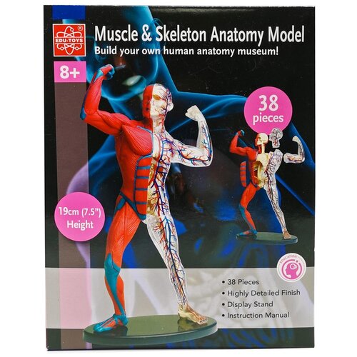 фото Анатомический набор edu-toys мышцы