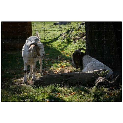 фото Магнитный пазл 27x18см."домашние животные, козы, рога" на холодильник lotsprints