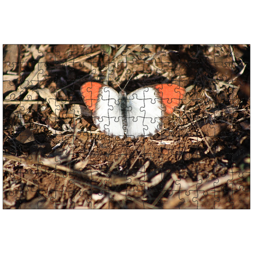 фото Магнитный пазл 27x18см."бабочка, оранжевые крылья, южная африка" на холодильник lotsprints