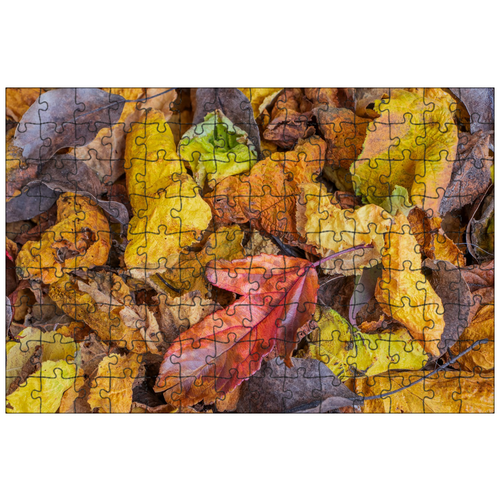 фото Магнитный пазл 27x18см."лезвие, листья, падение" на холодильник lotsprints
