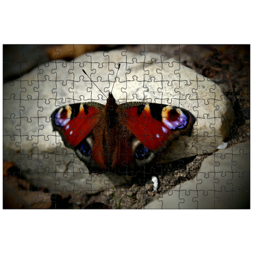 фото Магнитный пазл 27x18см."бабочка, крылья, насекомое" на холодильник lotsprints