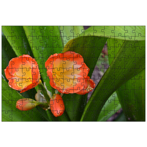 фото Магнитный пазл 27x18см."amarillidaceae, ремень лезвие, цвести" на холодильник lotsprints