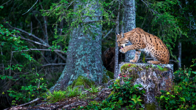 Үлкен дилдосы бар қыз