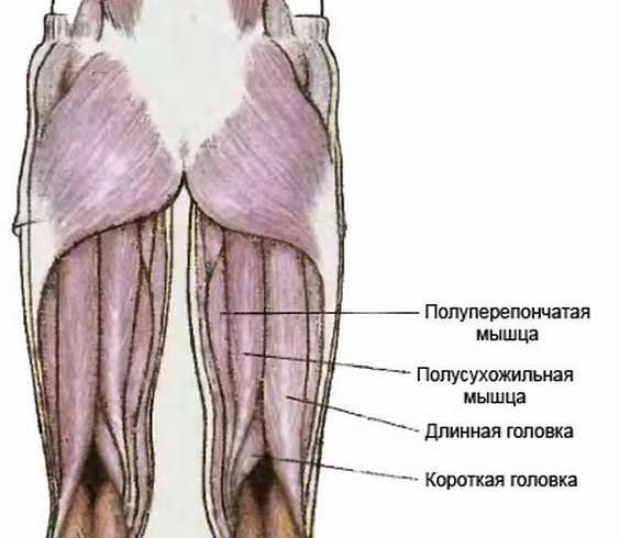 мышцы задней поверхности бедра функции" — card from user ...