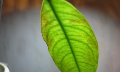 На комнатных цветах появились коричневые чешуйки 78