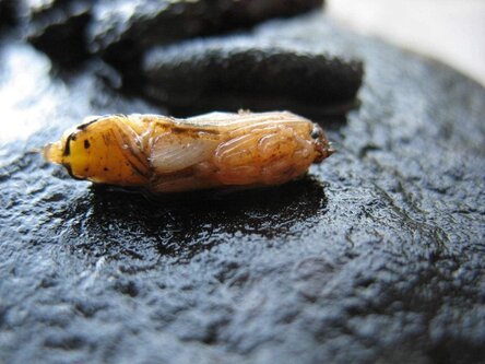 max_g480_c12_r4x3_pd10