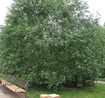 max_g480_c12_r4x3_pd10