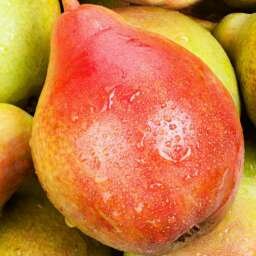 max_g480_c12_r1x1_pd10