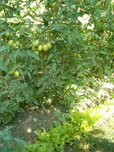 max_g480_c12_r3x4_pd10