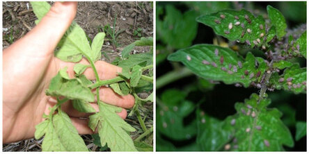 max_g480_c12_r16x9_pd10