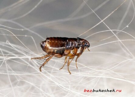 max_g480_c12_r4x3_pd10