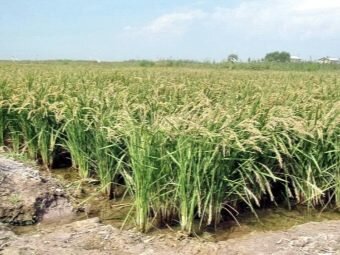 max_g480_c12_r4x3_pd10