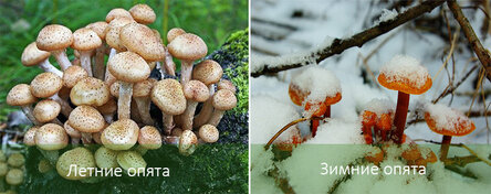 max_g480_c12_r16x9_pd10