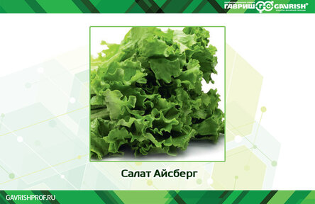 Салат Айсберг