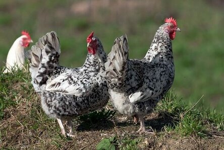 max_g480_c12_r4x3_pd10