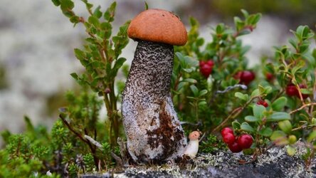 max_g480_c12_r16x9_pd10