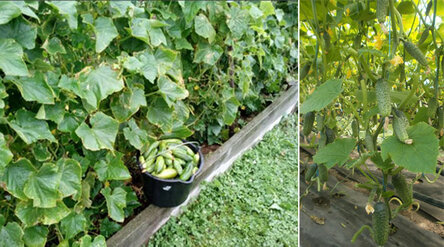 max_g480_c12_r16x9_pd10