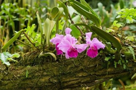 max_g480_c12_r4x3_pd10