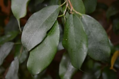 На комнатных цветах появились коричневые чешуйки 194