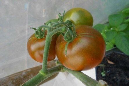 max_g480_c12_r4x3_pd10