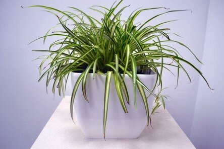 max_g480_c12_r4x3_pd10