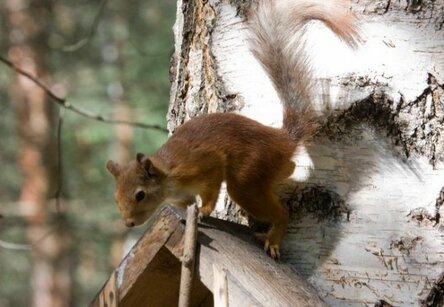 max_g480_c12_r4x3_pd10