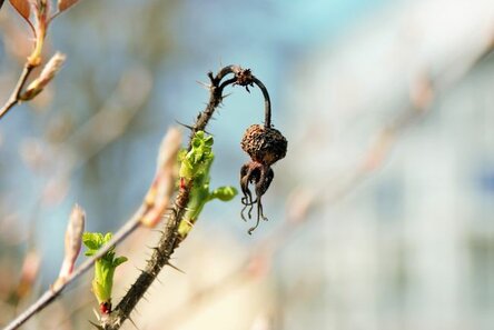 max_g480_c12_r4x3_pd10