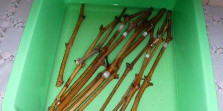 max_g480_c12_r16x9_pd10