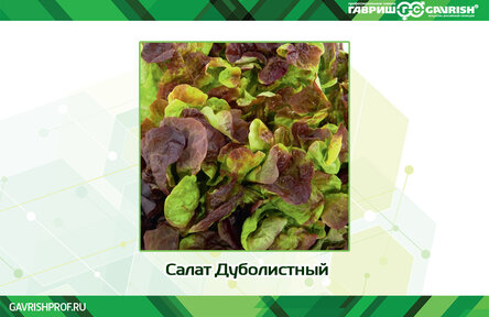 Салат Дуболистный