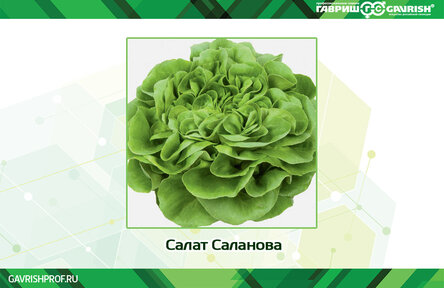 Салат Саланова