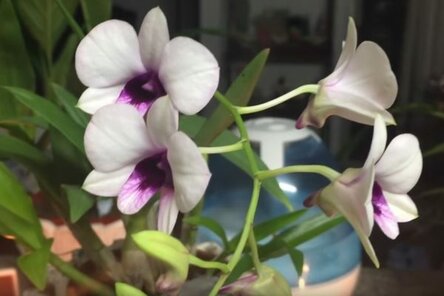 max_g480_c12_r4x3_pd10