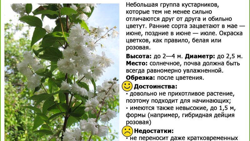 Самые популярные, яркие кустарники и деревья для вашего прекрасного ...