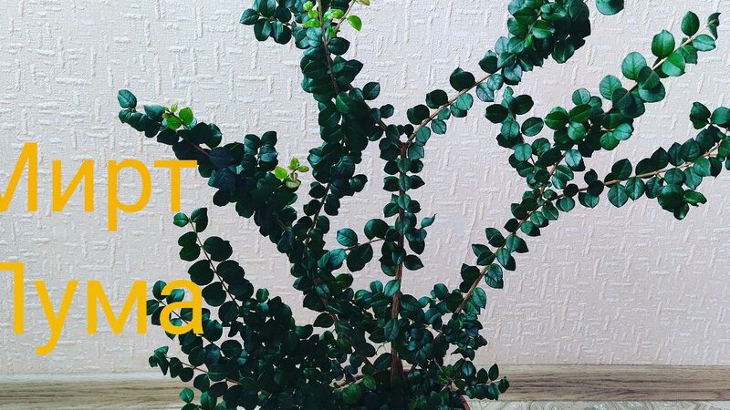 Чилийский мирт Лума. Выращиваем в комнатных условиях. - Смотреть онлайн ...