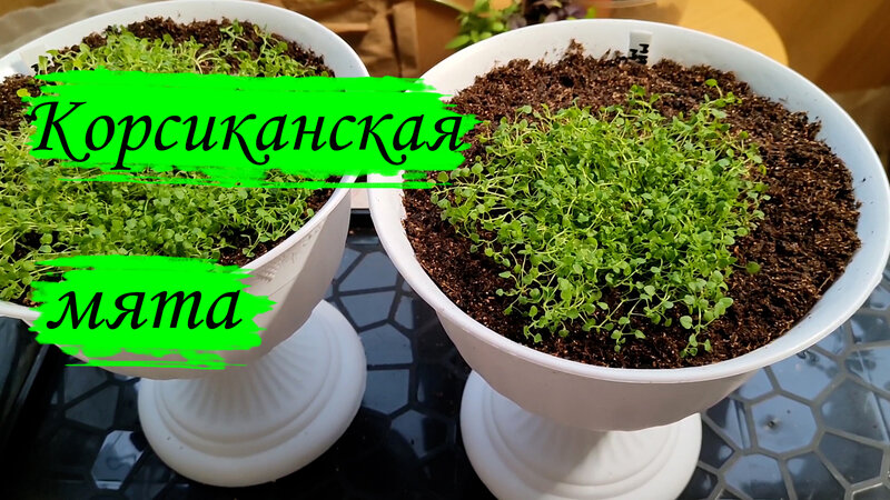 Корсиканская мята мини-минт. Высаживаем в кашпо - Смотреть онлайн в ...