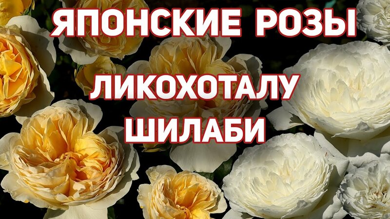 Роза Ликохоталу и Шилаби - неземные цветочные шедевры японской селекции ...