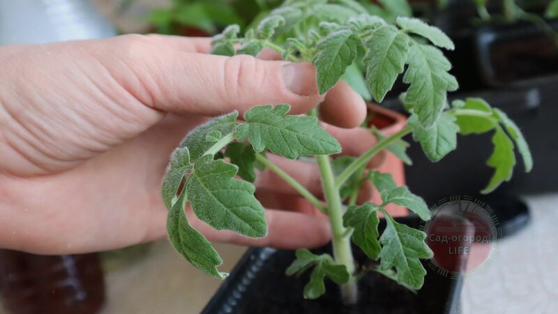 Чтобы рассада не вытягивалась дома нужно выполнить 1 простое условие ...