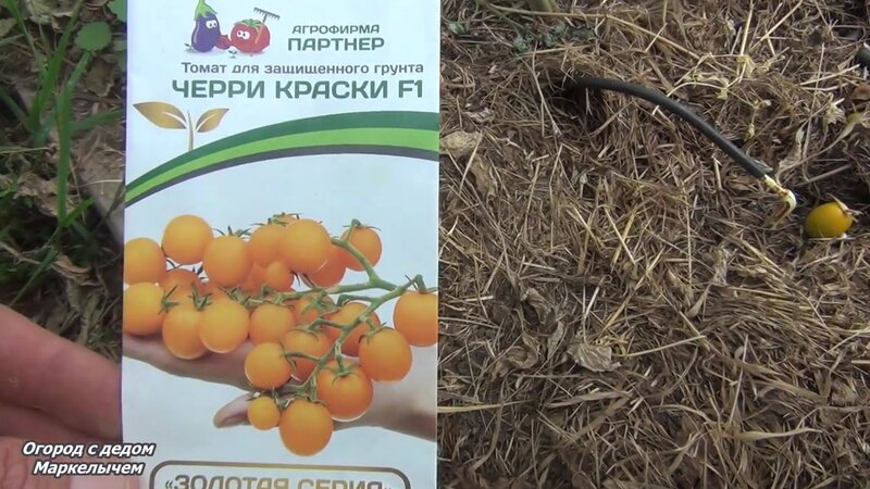 Томат Черри Краски. Самый сладкий томат. - Смотреть онлайн в поиске ...
