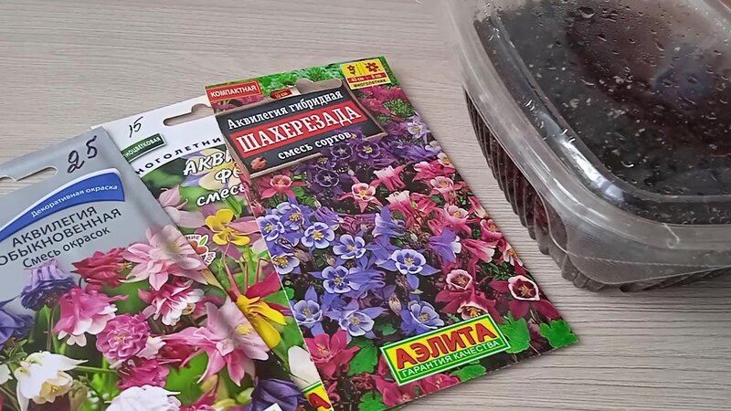 Аквилегия из семян: вырастить легко, уже цвела в том году, и как буду ...
