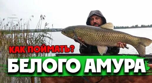 Как ловить Белого Амура? Снасть на Белого Амура + прикормка! - Смотреть ...