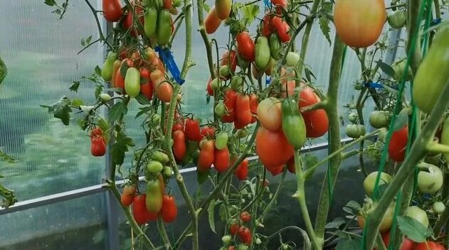 Томат"Дамский пальчик" супер урожайный, очень вкусный, качественный ...