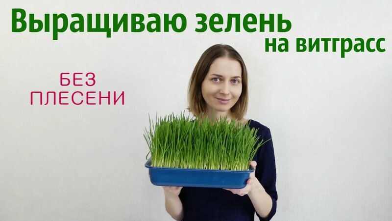 Витграсс из овса. Выращиваю овес на зелень и делаю из него зеленый ...