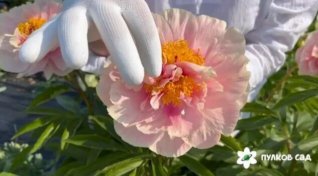 Triphene Parkin peony. Трифена Паркин пион. Пулков сад - Смотреть ...